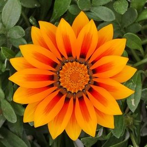 Meet your Posher, Anne